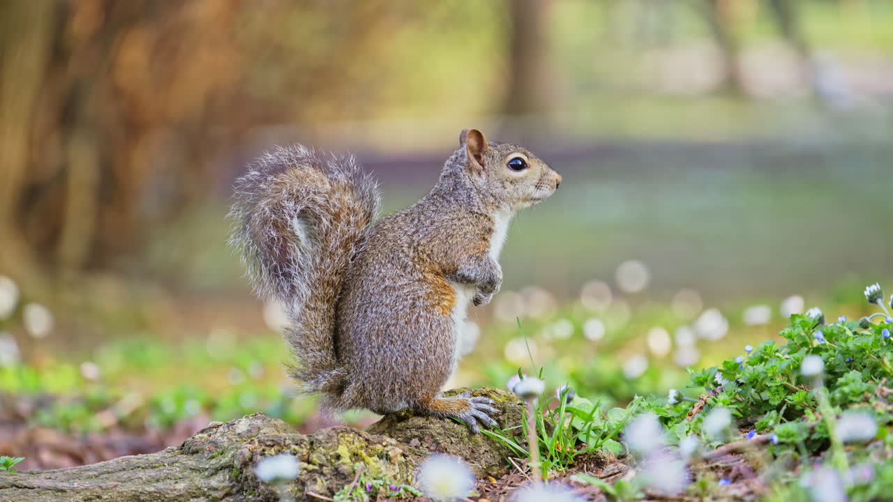 Primo piano di uno scoiattolo seduto su una radice nel parco