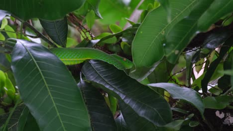 la cámara se aleja cuando se ve mirando hacia la derecha mientras descansa profundamente en una rama de un árbol, la víbora de la fosa de vogel, trimeresurus vogeli, tailandia