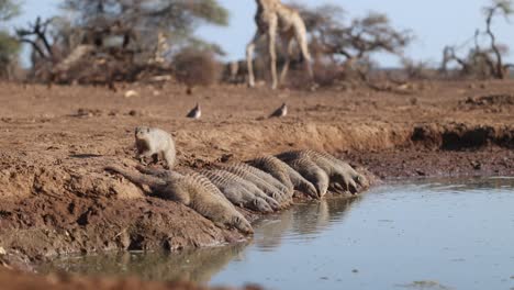 a group of banded mongoose drinking from a waterhole while a giraffe is walking in the background, mashatu game reserve