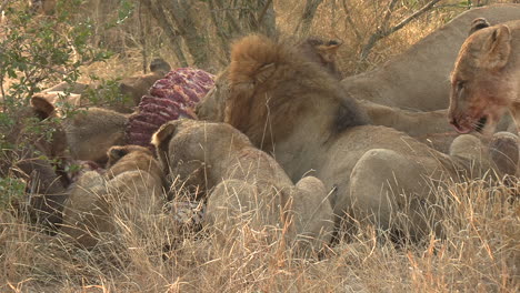 el orgullo de los leones se deleita con una reciente muerte.