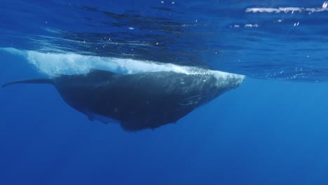 cría de ballenas jorobadas jóvenes juega en aguas claras del océano pacífico - toma en cámara lenta