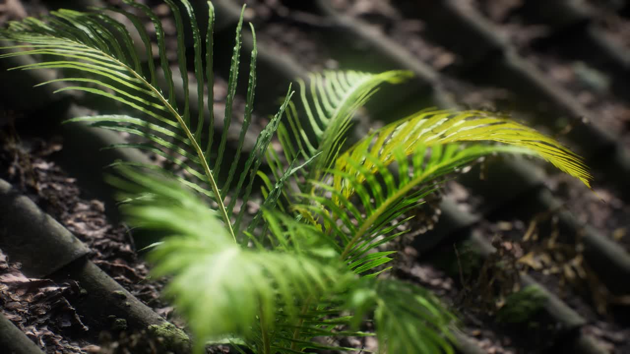 musgo y helecho en el techo viejo