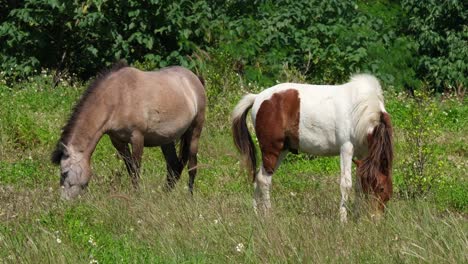 Dos-Caballos-Vistos-Espalda-Con-Espalda-Pastando-En-Una-Pradera-Durante-Un-Hermoso-Día-Soleado-En-Una-Tierra-De-Cultivo-En-Tailandia