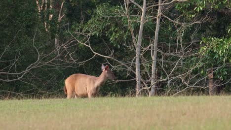 a doe seen alone standing on the grass during the afternoon, looks towards the camera and walks to the right