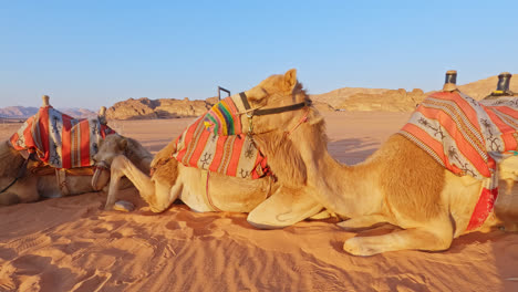 Manada-De-Camellos-Se-Ponen-Alerta-Mientras-Se-Tumban-En-La-Arena-Del-Desierto