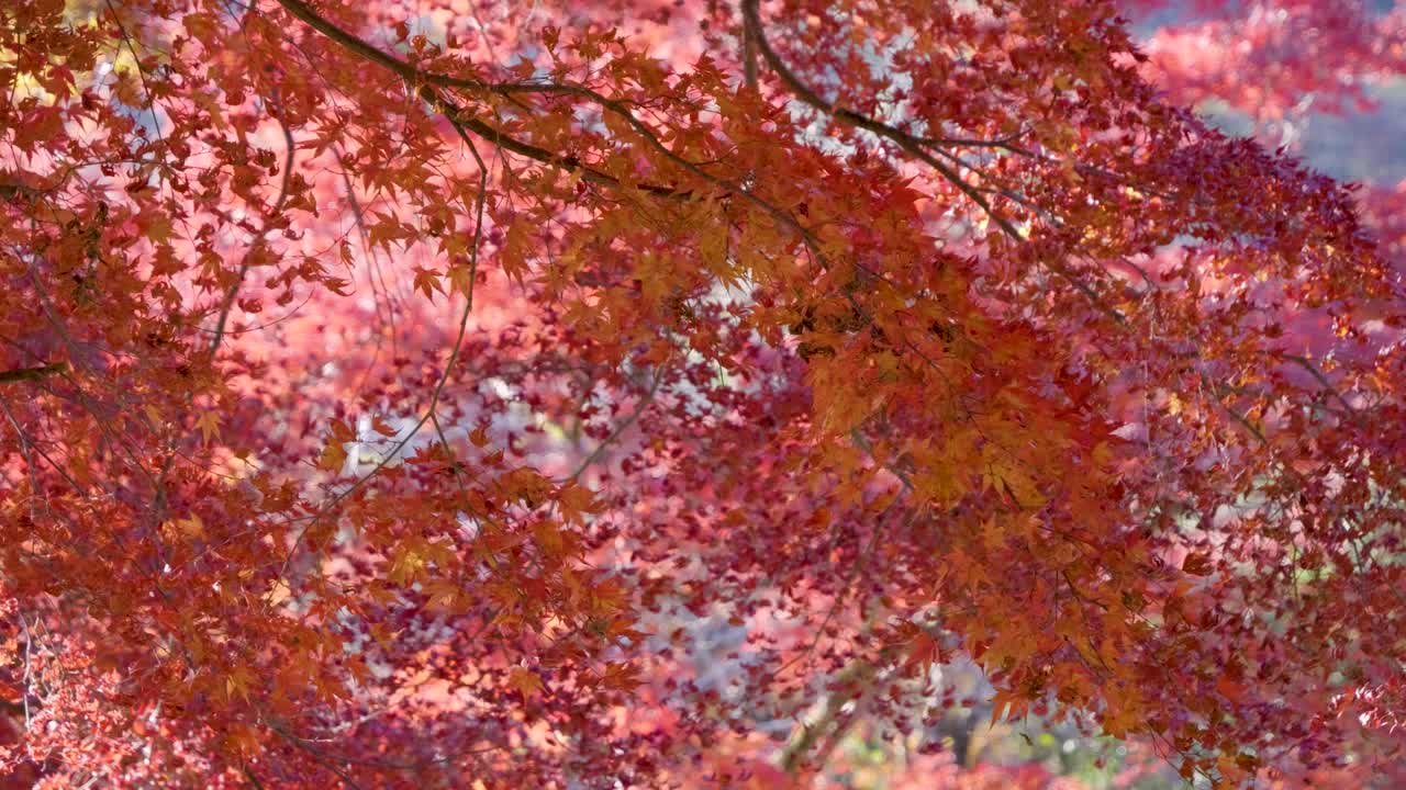 Close up slow motion slider over red maple leaves during autumn colors in Japan