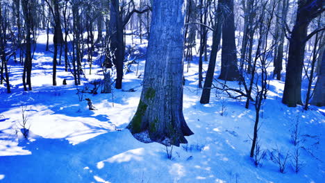 winter forest landscape featuring snow covered trees and serene atmosphere