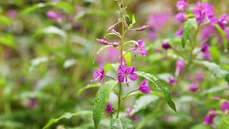 primer plano de las flores del fireweed en un entorno natural
