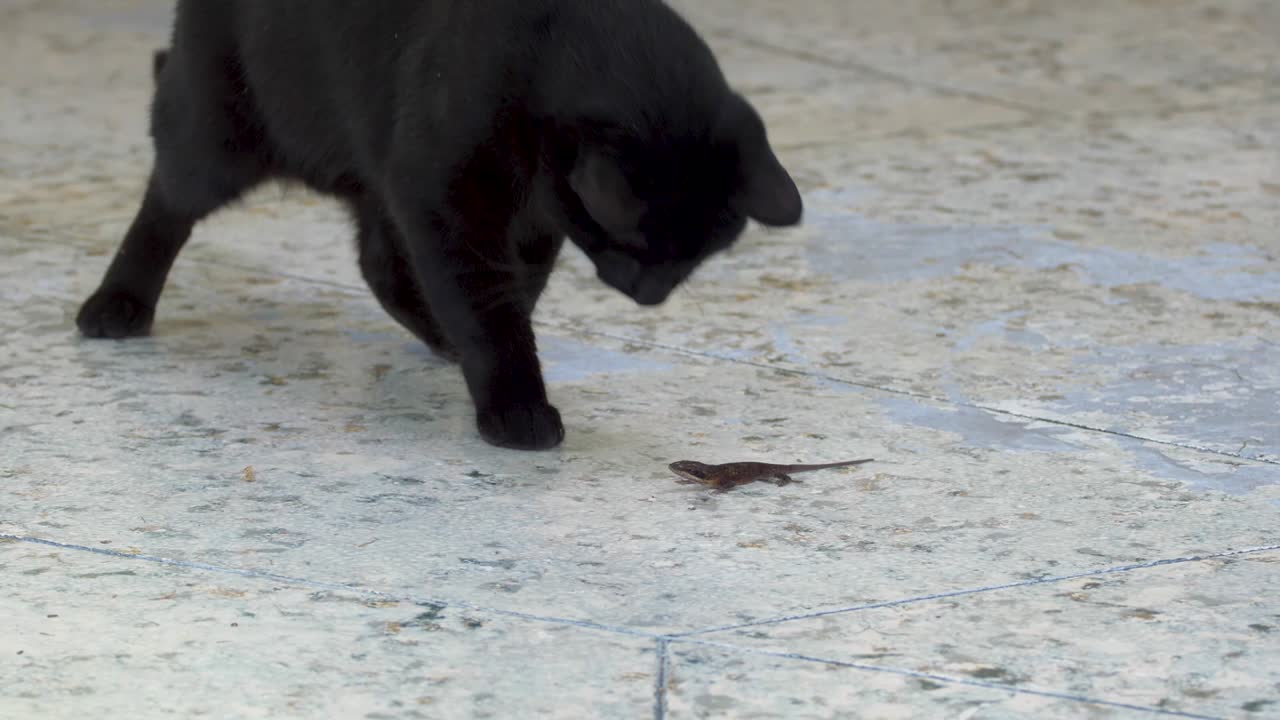 A dynamic footage of a curious playful black cat while poking the lizard with its paw and play with it
