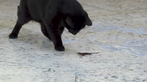 A-dynamic-footage-of-a-curious-playful-black-cat-while-poking-the-lizard-with-its-paw-and-play-with-it