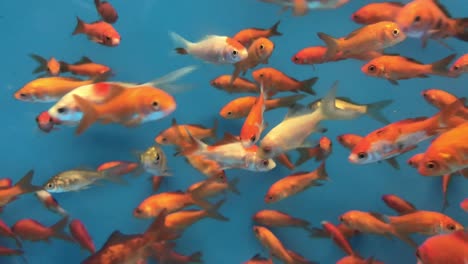 goldfish swimming in aquarium
