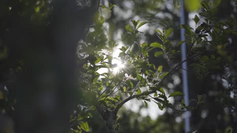 panorámica de cerca lento movimiento del sol y los rayos entre el árbol y las hojas de té