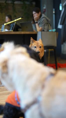 perro en una cafetería