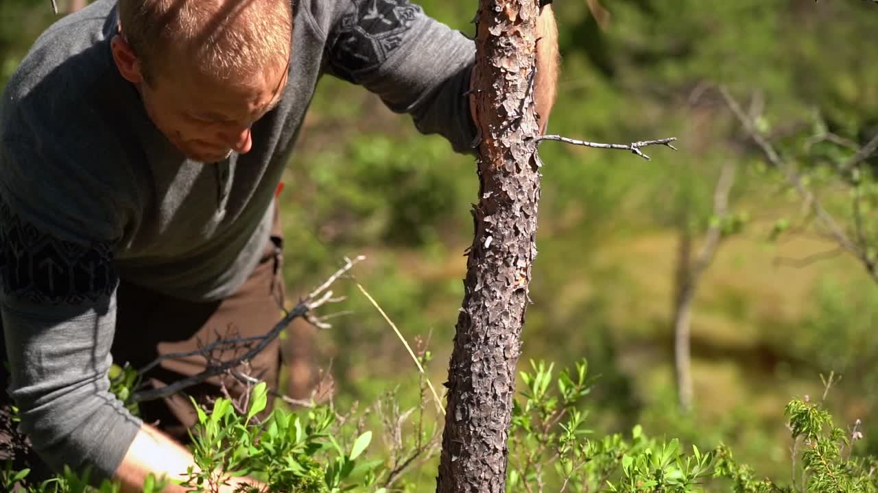 작은 도끼를 사용하여 무성한 녹색 자연 임업에서 작은 소나무를 자르기 시작하는 남성 백인 - 화창한 여름날 야외 정적 클립
