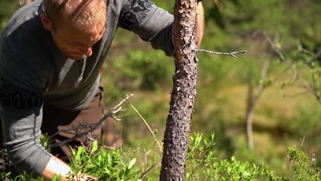 Male caucasian using small axe to start chopping down small pine tree in lush green nature forestry - Sunny summer day outdoors static clip