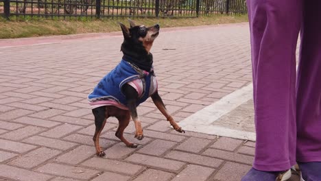 el perro pincher mini en cámara lenta juega con su dueño en el parque verde urbano con un suéter.