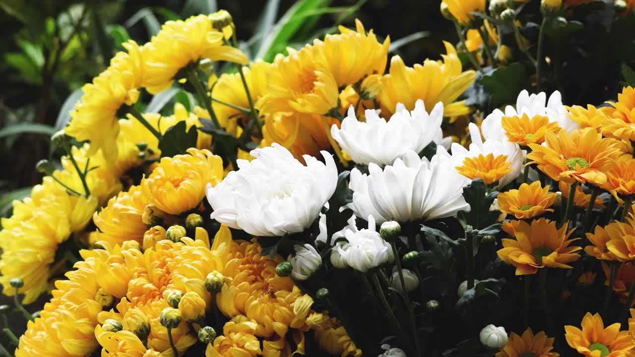 꽃이 피고 흔들리는 타임스 비디오입니다.