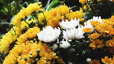 a timelapse video of flowers blooming and swaying.