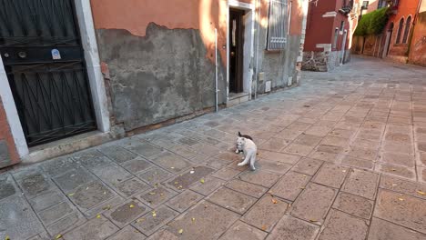 a cat walks along a quiet street