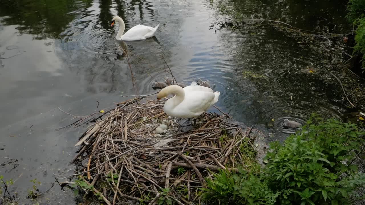 White swan mother protecting baby cygnet birds sitting on lakeside nest high angle view