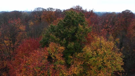 munich autumn trees in the english garden with a drone in the afternoon and evening at 4k 24fps