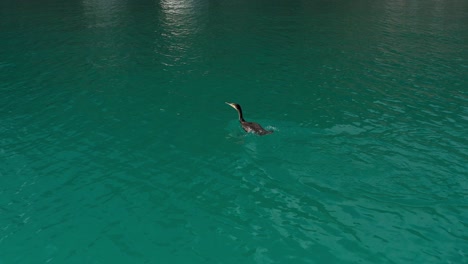 Antenne-Fliegt-über-Kormoranvogel,-Der-Im-Jachthafen-Schwimmt-Und-Dann-Im-Hafen-Von-Castellammare-Del-Golfo-In-Sizilien-Taucht