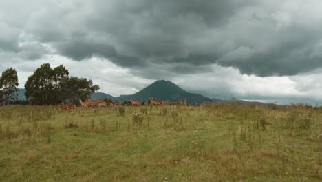 Ciervo-Parado-En-La-Cresta-De-La-Colina-Con-Volcán-Y-Nubes-Oscuras-En-El-Fondo