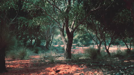trees and stones in australian desert