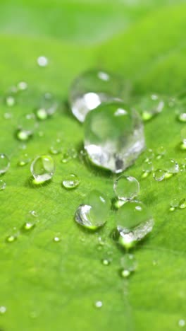macro slow motion of water droplets on green leaf texture, vertical view