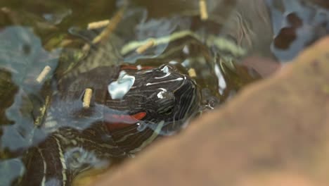 close up macro turtles and fish in pond feeding time