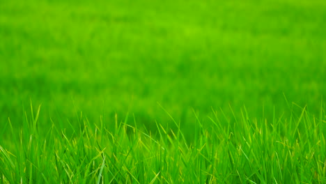 green field background in close up view.