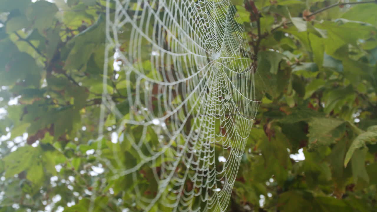 Spiderweb in the Trees