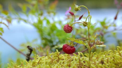 berry of ripe strawberries close up. nature of norway