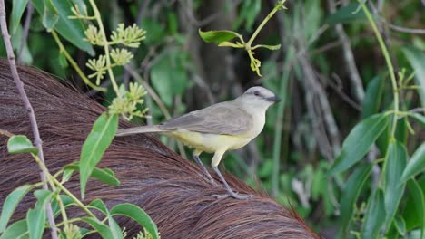 curious little yellow flycatcher, cattle tyrant, machetornis rixosa riding on a wild mammal, peacefully coexisting in natural environment, alerted by the surrounding flying insects