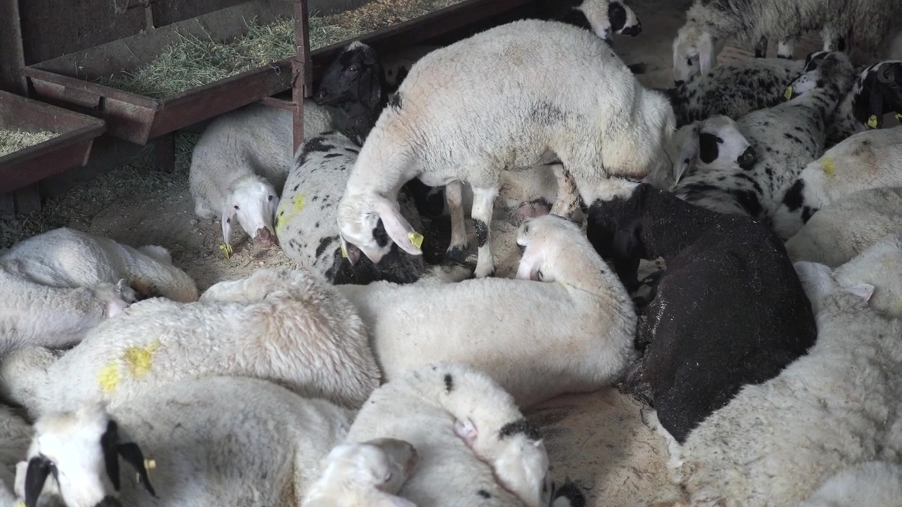 Un gruppo di pecore e agnelli che riposano e mangiano in un recinto agricolo