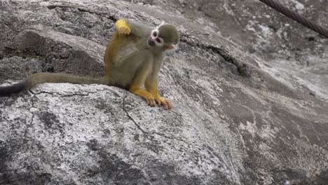 squirrel monkey sitting on the rock and scratching its body - close up