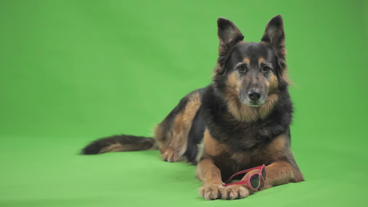 красивая, достойная немецкая овчарка лежит, сидя на фоне зеленого экрана.