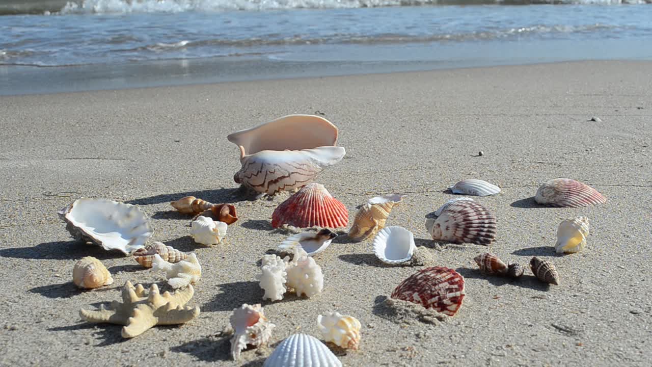 Cockleshells on sand against the background of waves. Shooting on the beach
