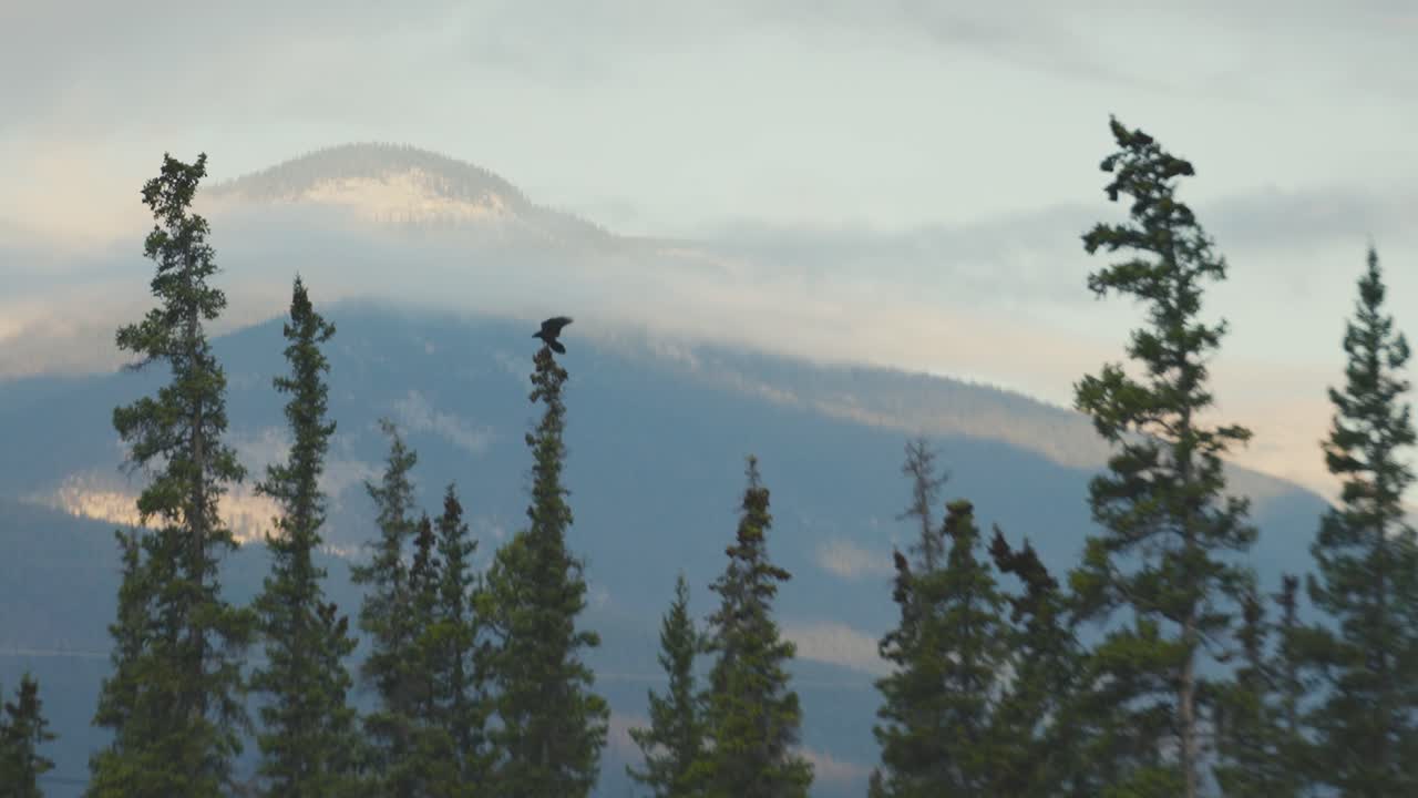 un pájaro está aterrizando en las copas de los árboles en una mañana temprana en el parque nacional jasper en canadá