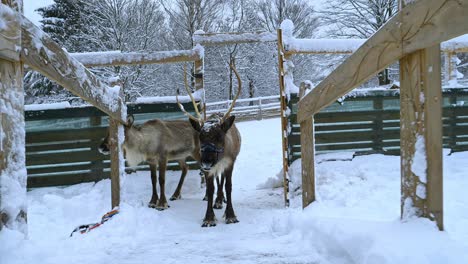 walking towards reindeerd inside a fence, on a dark, cloudy, winter day - rangifer tarandus - handheld, slow motion shot