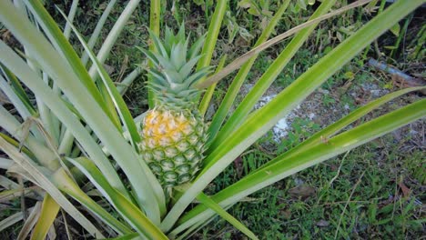 a ripe pineapple plant with its fruit in full view