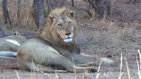 Un-León-Macho-Descansando-En-África-Mira-Fijamente-A-La-Cámara,-Luego-Pierde-Interés-Y-Mira-Hacia-Otro-Lado