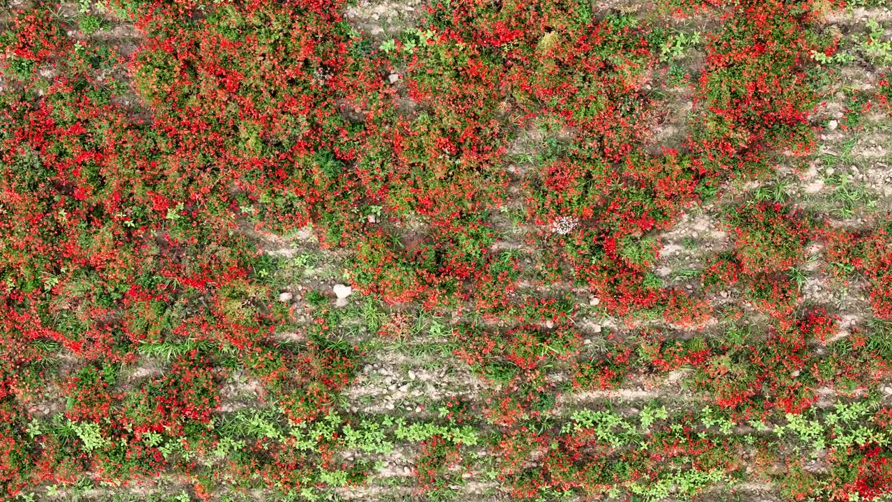 Vibrant red poppies grow densely among green foliage in parallel crop rows of a cultivated field, captured in elevating top-down aerial shot