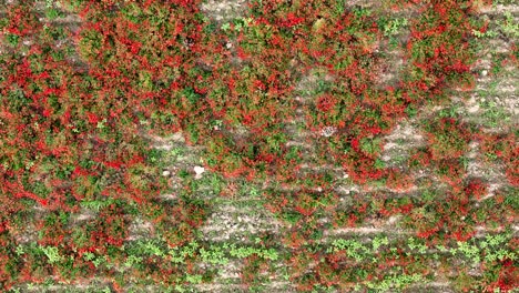 vibrant red poppies grow densely among green foliage in parallel crop rows of a cultivated field, captured in elevating top-down aerial shot