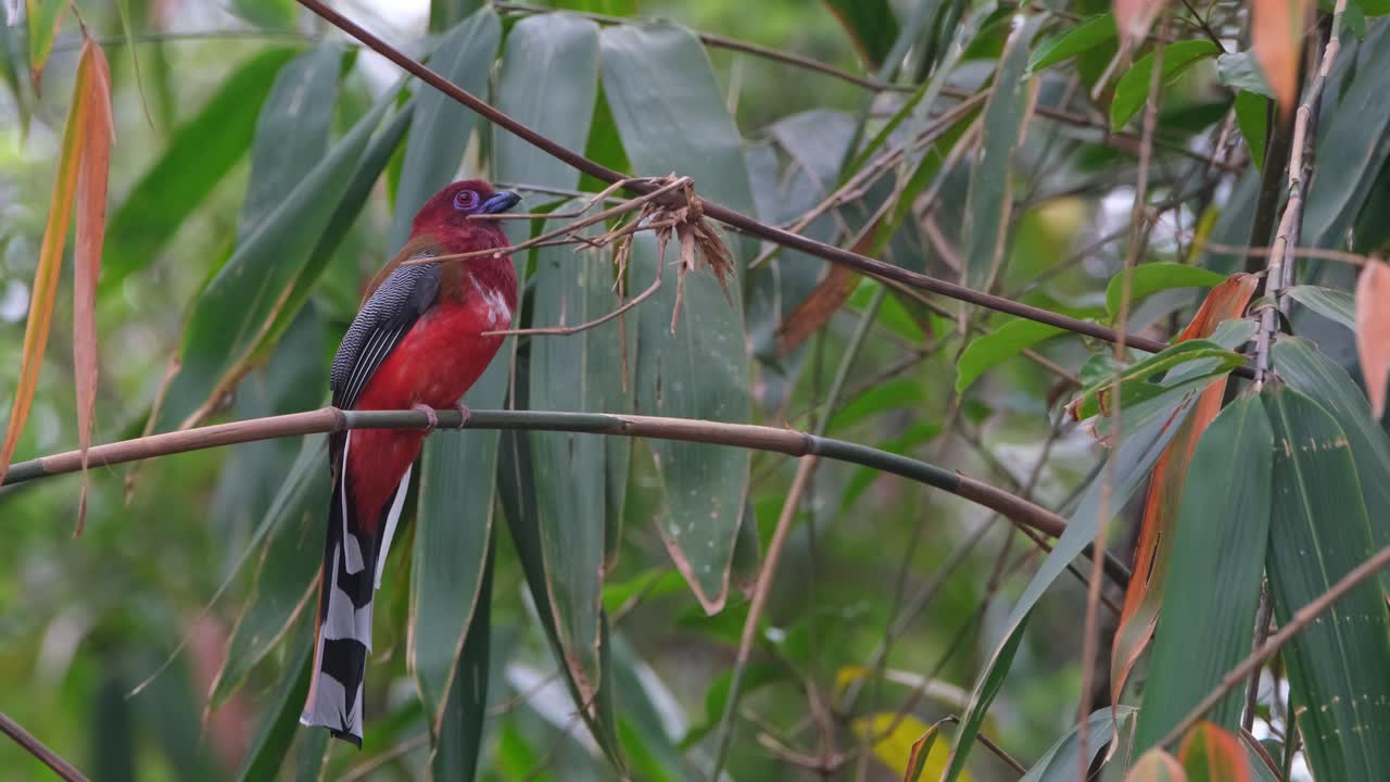 visto dentro de un parche de bambú mirando hacia atrás hacia el bosque luego vuela lejos, trogon harpactes erythrocephalus de cabeza roja, macho, tailandia