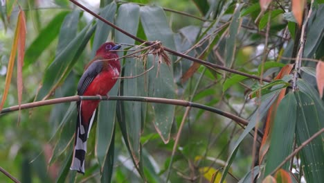 Gesehen-In-Einem-Bambusbeet,-Das-Nach-Hinten-Zum-Wald-Blickt-Und-Dann-Wegfliegt,-Rothaariger-Trogon-Harpactes-Erythrocephalus,-Männchen,-Thailand