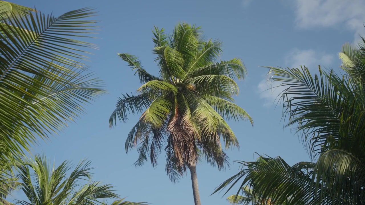 Un'alta chioma di palma da cocco ondeggia dolcemente contro un cielo azzurro brillante