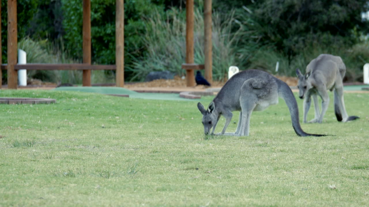 pastoreo de canguros australianos en un parque del municipio