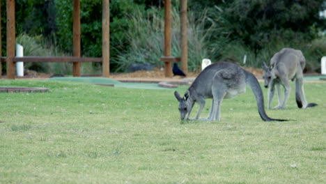 australian kangaroo's grazing in a township park land