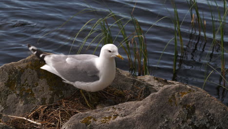 Beautiful-close-up-of-a-gull-flying-and-landing-on-nest-of-eggs